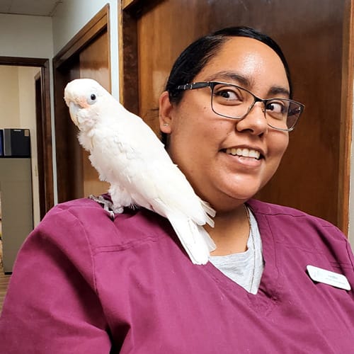 Modesto Veterinarian