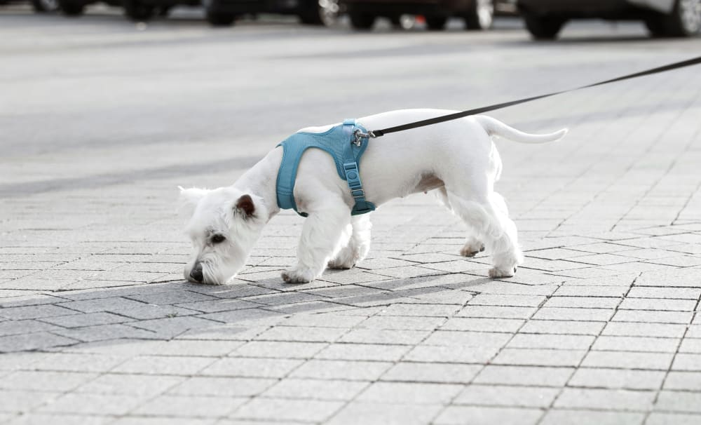 Welcome to Veterinary Medical Associates