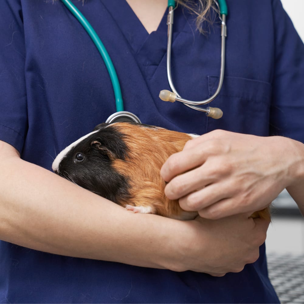 Avian & Exotic Pet Services, Modesto Veterinarians